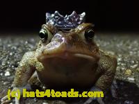 /home//u458753944/public_html/sourcegallery//////Roxborough Toad Detour/2021/2021-03-31/P3310119.JPG